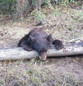 Colorado Black Bear