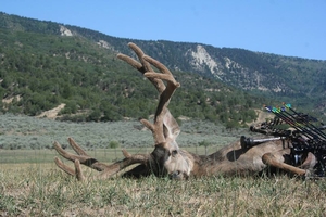 Colorado Mule Deer Hunts